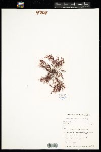 Membranoptera alata image