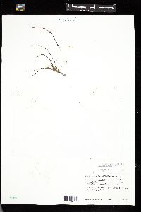 Gracilaria tikvahiae image