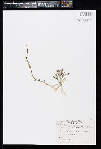 Caulerpa cupressoides var. ericifolia image