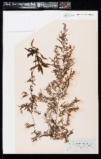 Sargassum filipendula var. montagnei image