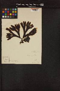 Fucus distichus image