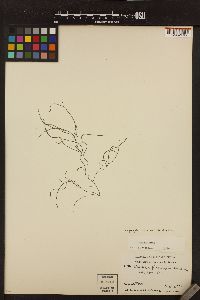 Haplogloia andersonii image