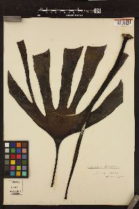 Laminaria setchellii image