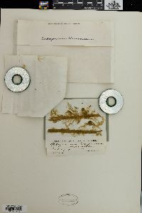 Oedogonium borisianum image