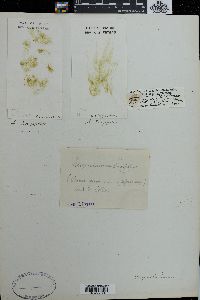 Stigeoclonium flagelliferum image