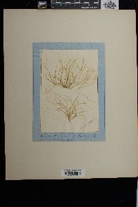 Bryopsis balbisiana image