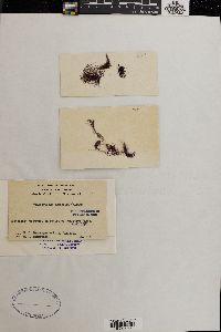 Bangiopsis dumontioides image