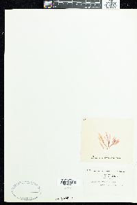 Amansia linearis image
