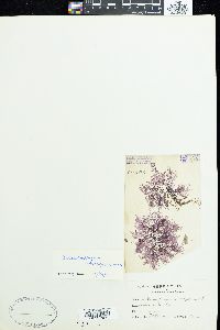 Batrachospermum boryanum image