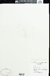 Bostrychia radicans image