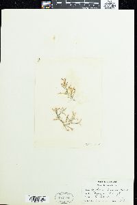 Bryothamnion triquetrum image