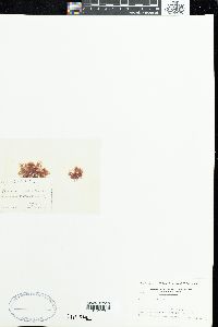 Ceramium acanthonotum image