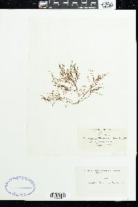 Chondria tenuissima image