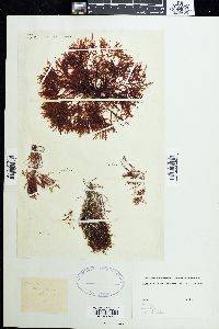 Gelidium corneum image