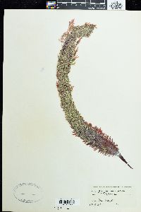 Gigartina microphylla image