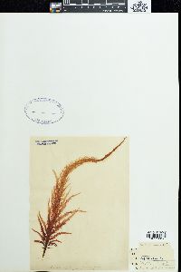 Grateloupia lancifolia image