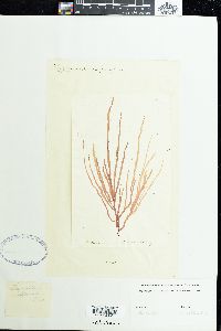 Halymenia purpurascens image