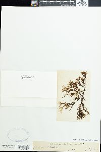 Pollexfenia pedicellata image