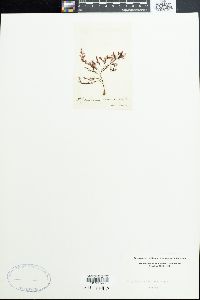 Polysiphonia brodiei image