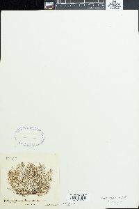 Polysiphonia furcellata image
