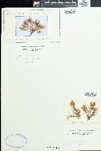 Polysiphonia sanguinea image