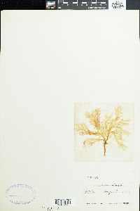 Ptilonia magellanica image