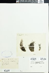 Lemanea fluviatilis image