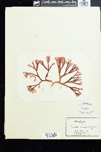 Scinaia furcellata image