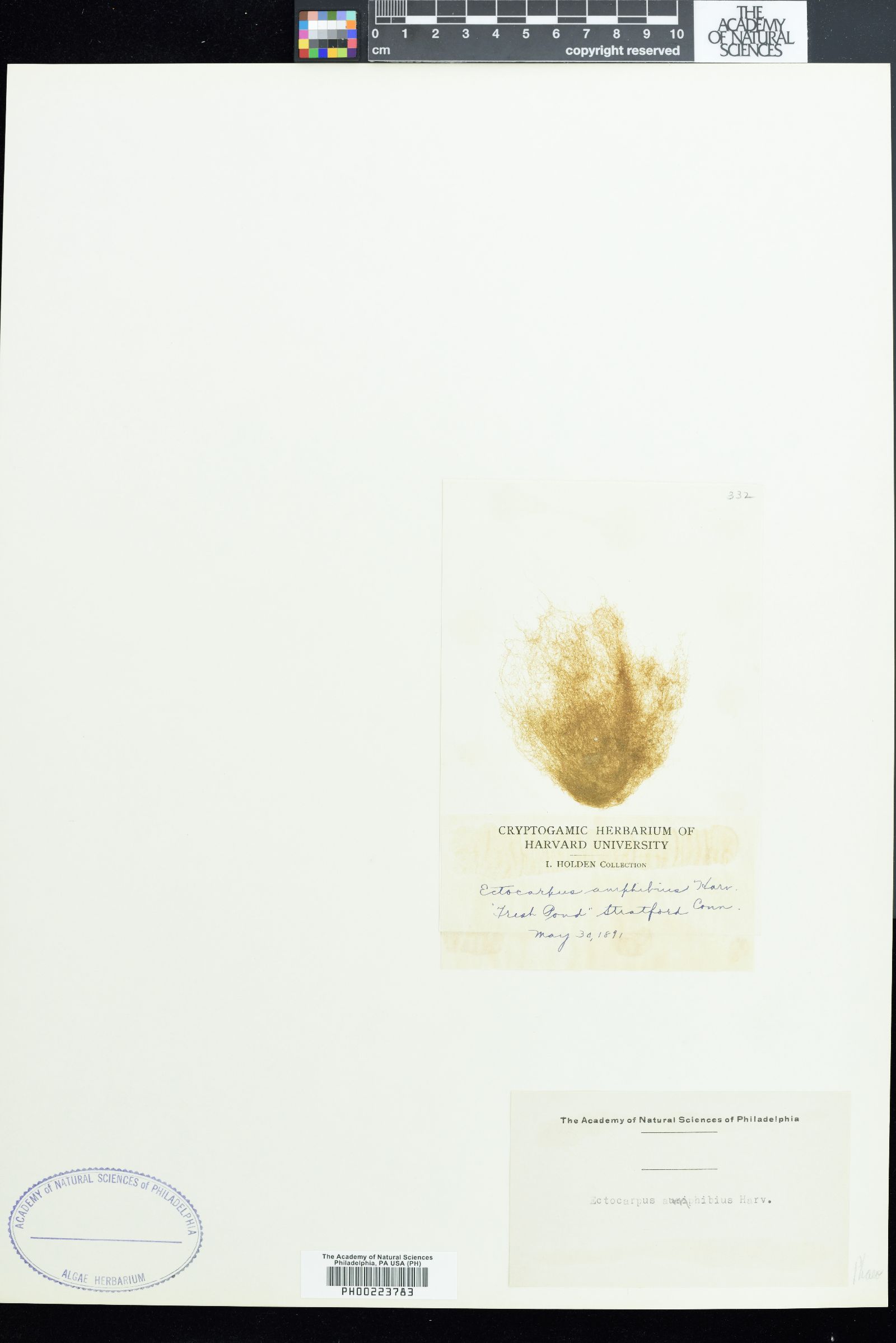 Ectocarpus siliculosus var. subulatus image