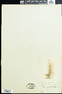 Feldmannia mitchelliae image