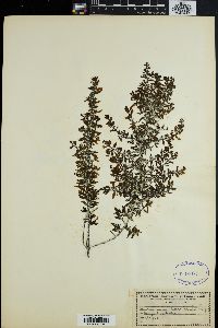 Sargassum bacciferum image