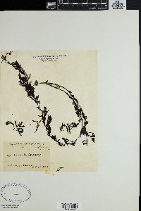 Sargassum godeffroyi image