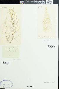 Sporochnus pedunculatus image