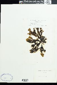 Stypopodium zonale image