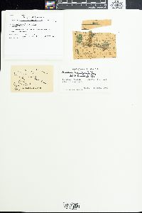 Anabaena licheniformis image