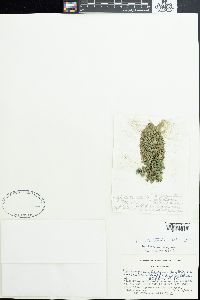 Anabaena licheniformis image