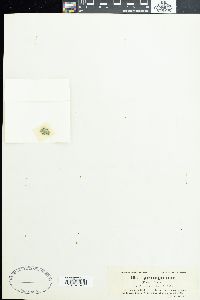 Phormidium aerugineo-caeruleum image