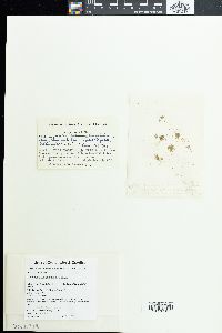 Plectonema tomasinianum image