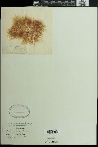 Pantoneura angustissima image