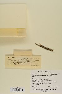 Gloeotrichia pisum image
