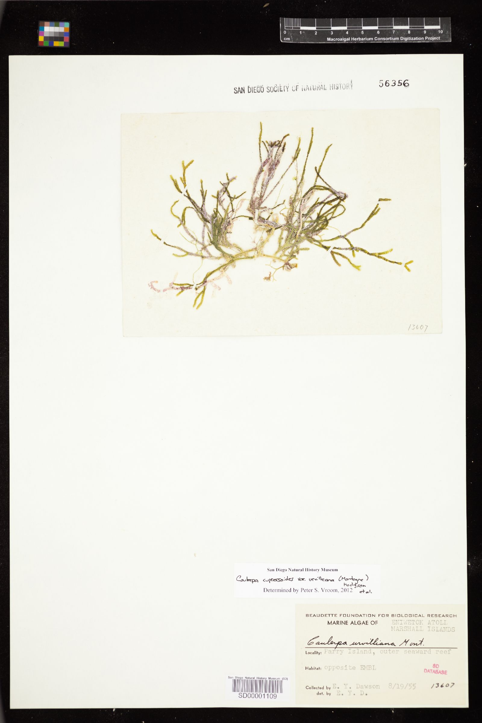 Caulerpa cupressoides var. urvilleana image