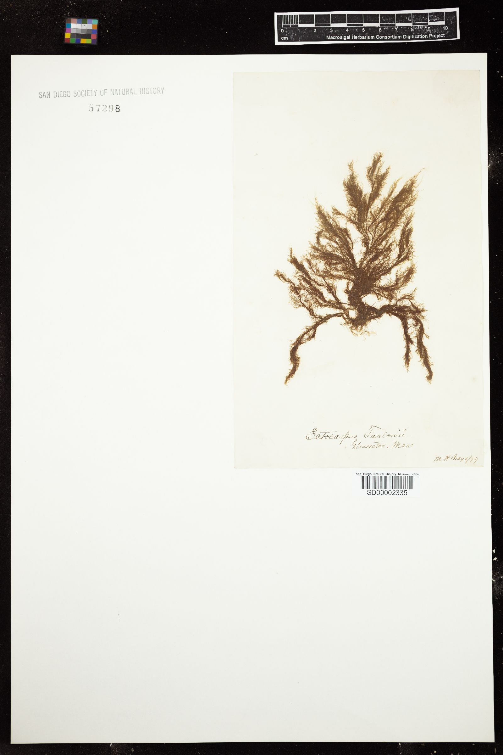 Ectocarpus farlowii image