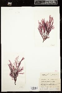 Callophyllis violacea image