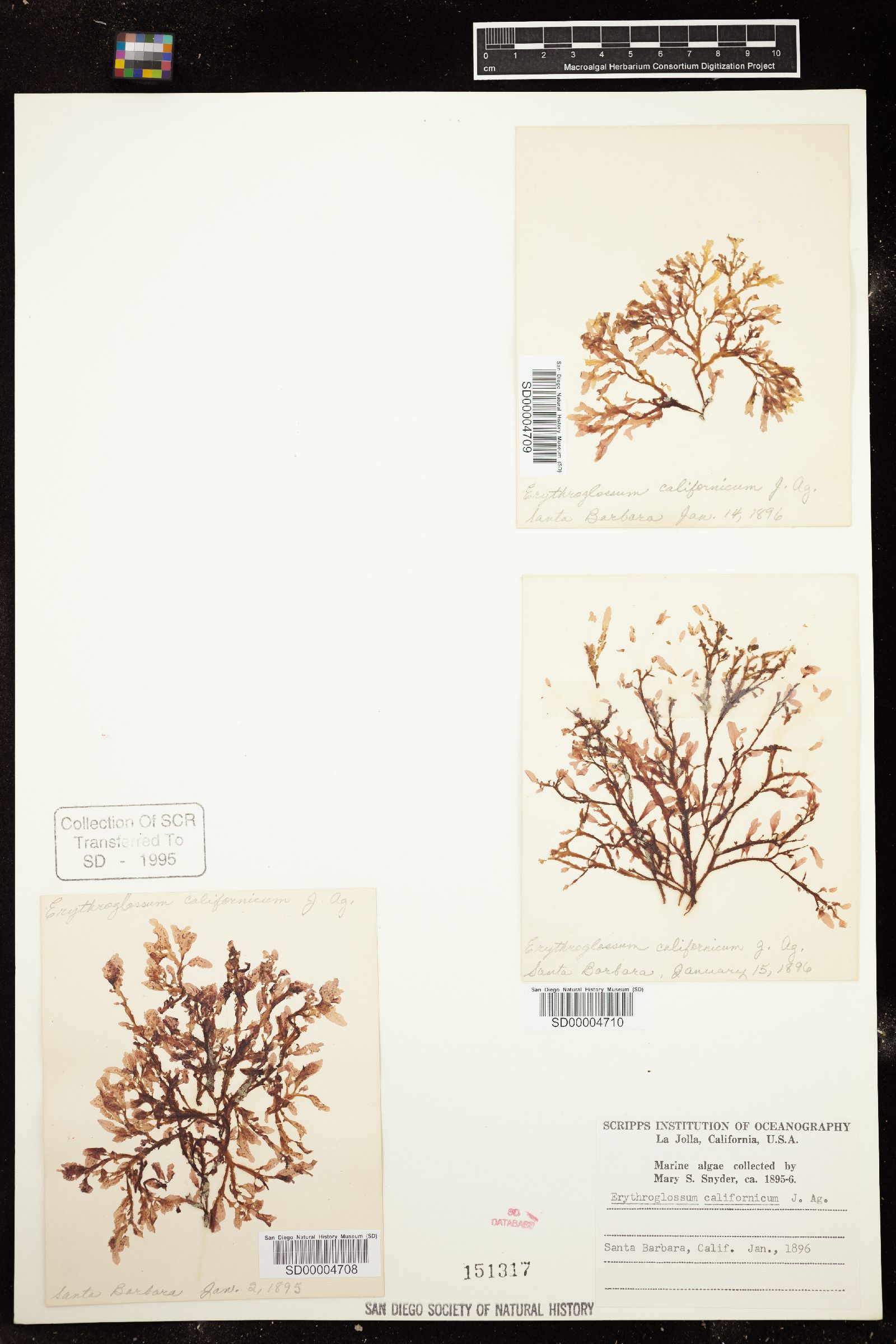 Erythroglossum californicum image