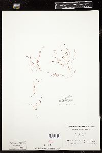 Gelidium nudifrons image