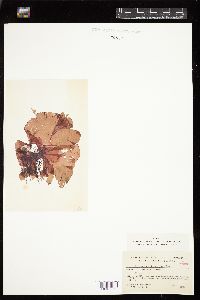 Halymenia actinophysa image