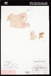 Halymenia megaspora image