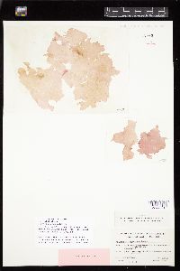 Halymenia megaspora image