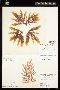 Osmundea spectabilis var. diegoensis image