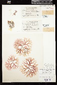 Rhodymenia californica image